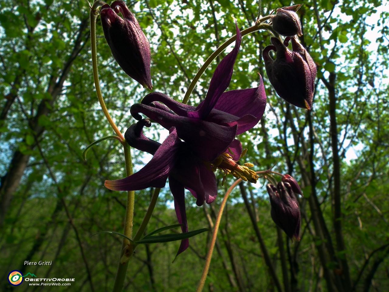 68 aquilegia atrata....JPG